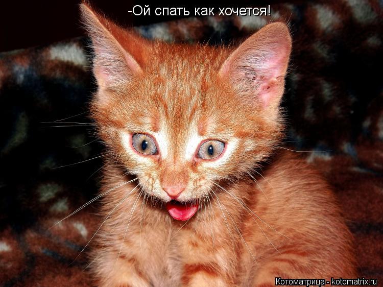 -Ой спать как хочется!... Котоматрица: -Ой спать как хочется!