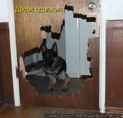 Котоматрица: Досок одолжил...