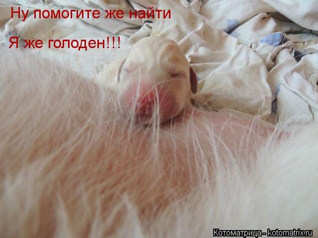 Ну помогите же найти Я же голоден!!!... Котоматрица: Ну помогите же найти Я же голоден!!!