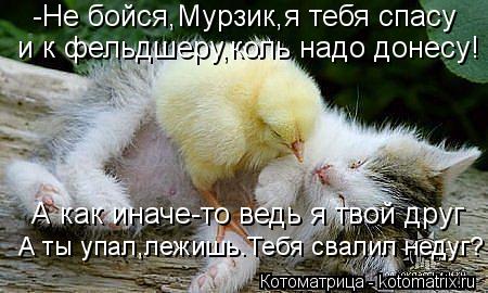 -Не бойся,Мурзик,я тебя спасу и к фельдшеру,коль надо донесу! А как иначе-то ведь я твой друг А ты уп... Котоматрица: -Не бойся,Мурзик,я тебя спасу и к фельдшеру,коль надо донесу! А как иначе-то ведь я твой друг А ты упал,лежишь.Тебя свалил недуг?