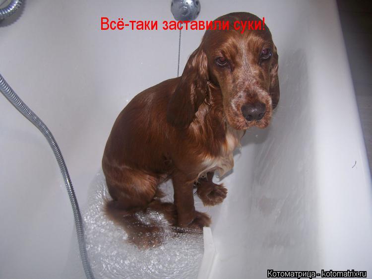Всё-таки заставили суки!... Котоматрица: Всё-таки заставили суки!