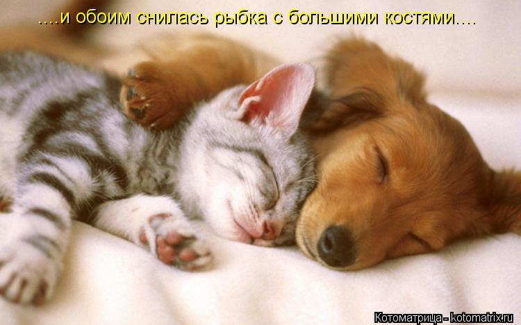 ....и обоим снилась рыбка с большими костями....... Котоматрица: ....и обоим снилась рыбка с большими костями....