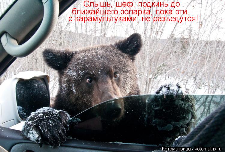Слышь, шеф, подкинь до ближайшего зопарка, пока эти, с карамультуками, не разъедутся!... Котоматрица: Слышь, шеф, подкинь до ближайшего зопарка, пока эти, с карамультуками, не разъедутся!