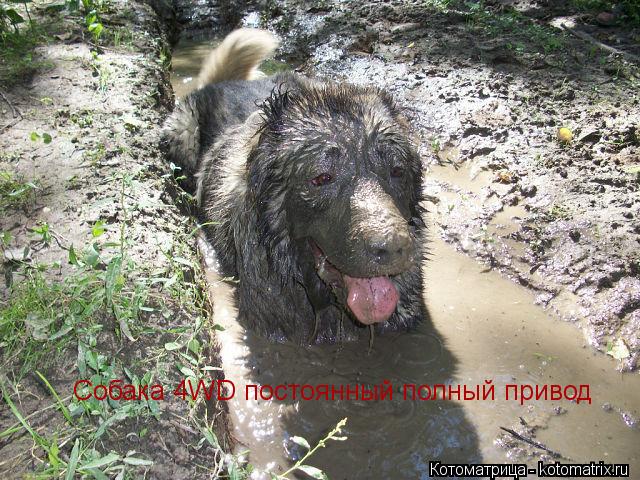 Собака 4WD постоянный полный привод... Котоматрица: Собака 4WD постоянный полный привод