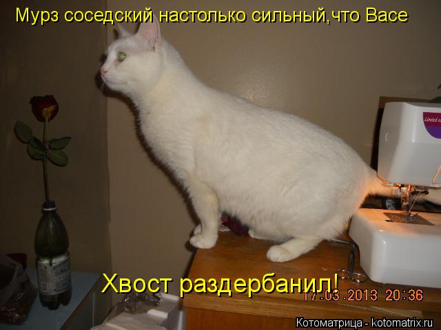 Котоматрица: Мурз соседский настолько сильный,что Васе Хвост раздербанил!