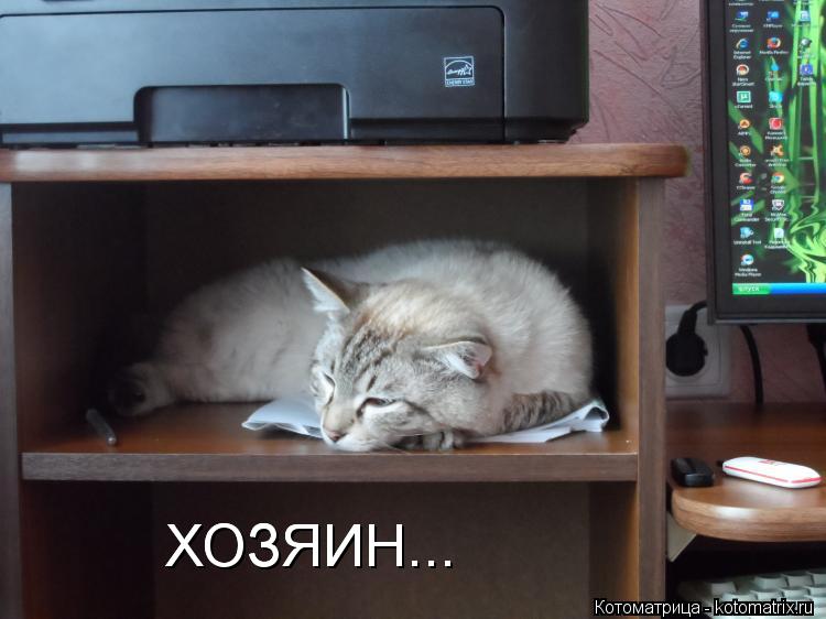 ХОЗЯИН... ХОЗЯИН...... Котоматрица: ХОЗЯИН... ХОЗЯИН...