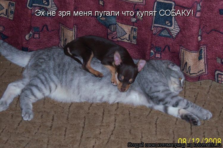 Эх не зря меня пугали что купят СОБАКУ!... Котоматрица: Эх не зря меня пугали что купят СОБАКУ!