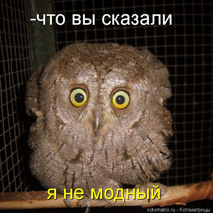 я не модный -что вы сказали... Котоматрица: я не модный -что вы сказали