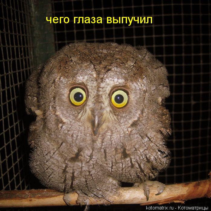 Котоматрица: чего глаза выпучил