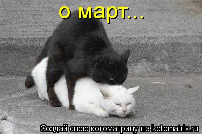 о март...... Котоматрица: о март...