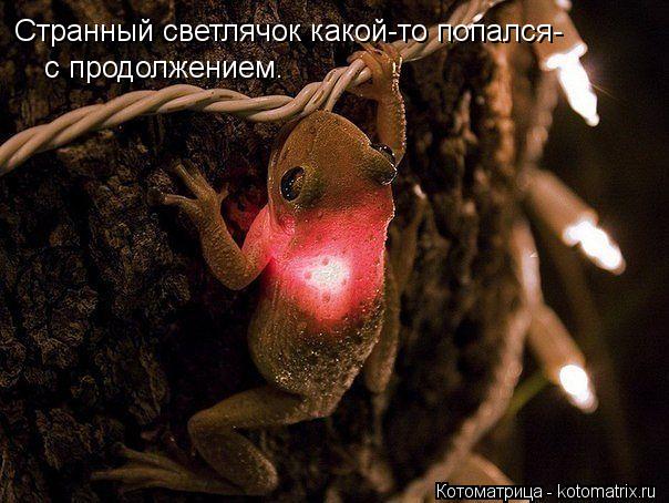 Котоматрица: Странный светлячок какой-то попался- с продолжением.
