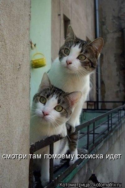 Котоматрица: смотри там помоему сосиска идет