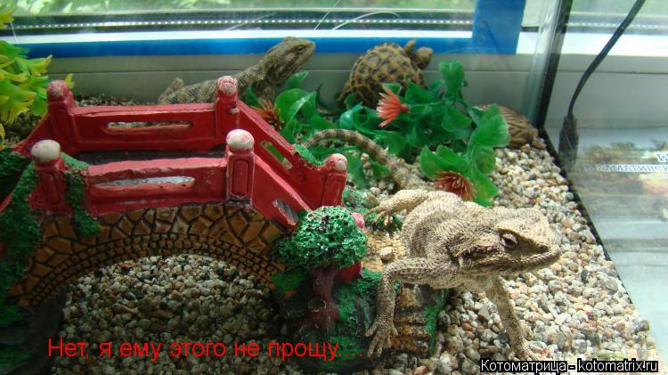 Котоматрица: Нет, я ему этого не прощу....