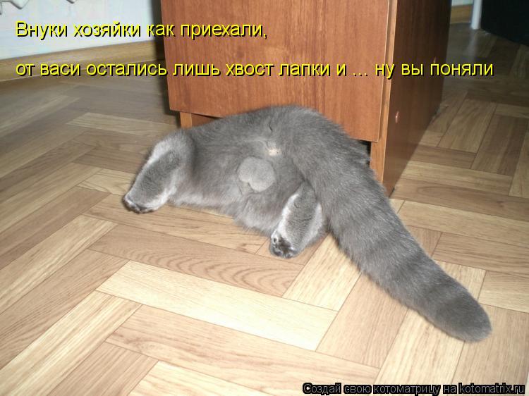 Внуки хозяйки как приехали, от васи остались лишь хвост лапки и ... ну вы поняли... Котоматрица: Внуки хозяйки как приехали, от васи остались лишь хвост лапки и ... ну вы поняли