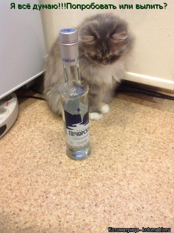 Котоматрица: Я всё думаю!!!Попробовать или вылить?