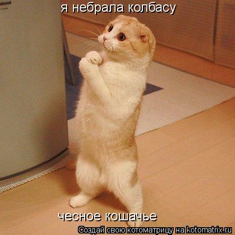 я небрала колбасу чесное кошачь чесное кошачье... Котоматрица: я небрала колбасу чесное кошачь чесное кошачье