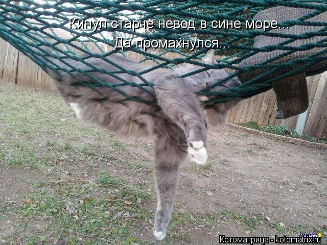 Котоматрица: Кинул старче невод в сине море... Да промахнулся...