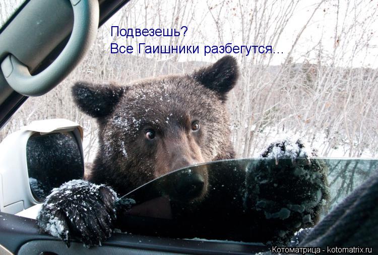Котоматрица: Подвезешь? Подвезешь? Все Гаишники разбегутся...