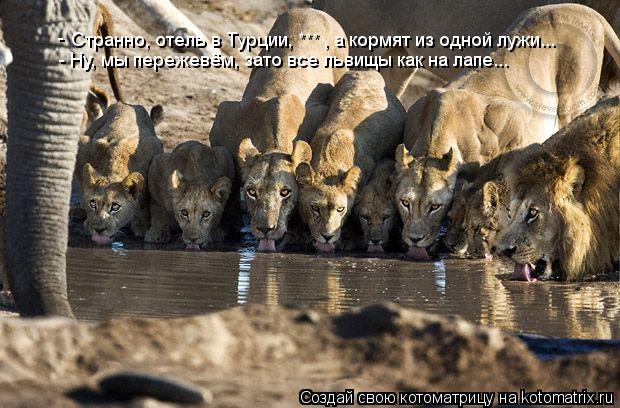 Странно, отель в Турции, *** , а кормят из одной лужи... - - Ну, мы пережевём, зато все львищы как н... Котоматрица: Странно, отель в Турции, *** , а кормят из одной лужи... - - Ну, мы пережевём, зато все львищы как на лапе...