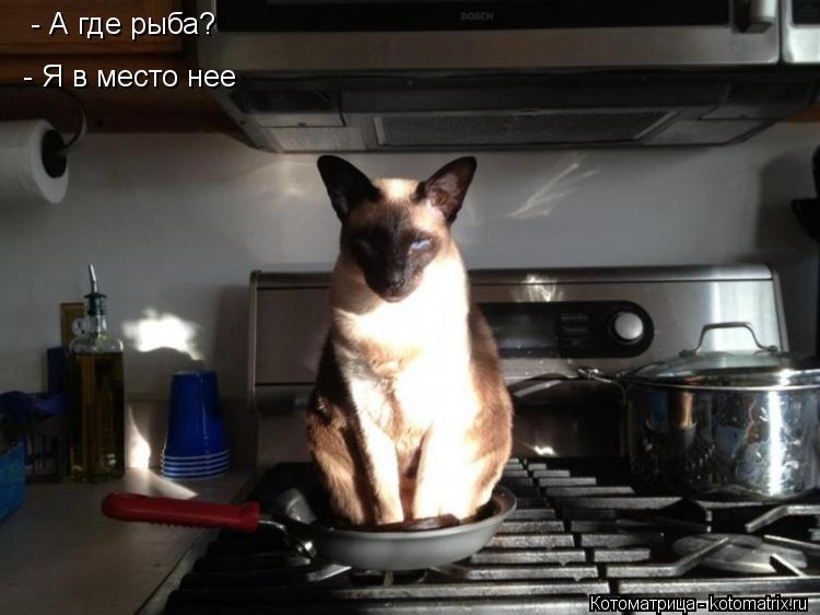- А где рыба? - Я в место нее... Котоматрица: - А где рыба? - Я в место нее