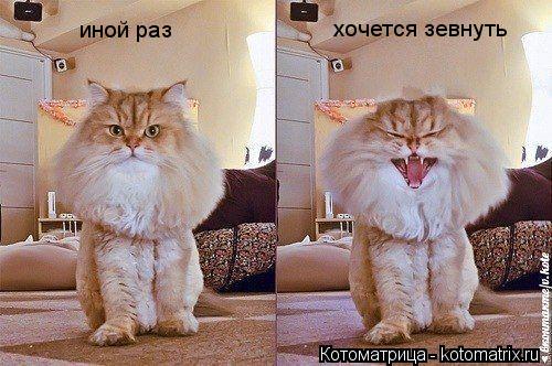 Котоматрица: иной раз хочется зевнуть
