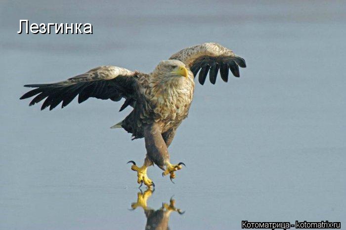 Котоматрица: Лезгинка