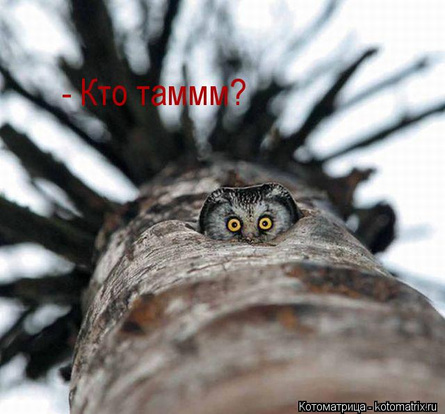 - Кто таммм?... Котоматрица: - Кто таммм?