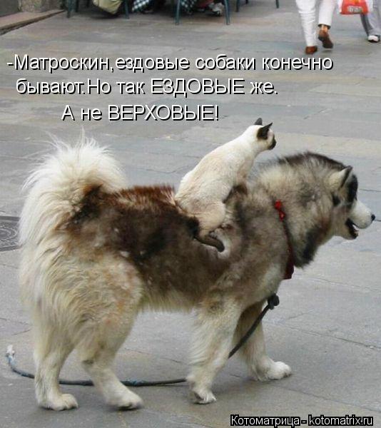 Котоматрица: -Матроскин,ездовые собаки конечно  бывают.Но так ЕЗДОВЫЕ же. А не ВЕРХОВЫЕ!