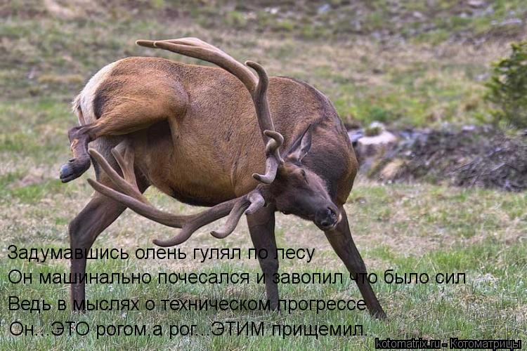 Котоматрица: Задумавшись олень гулял по лесу Он машинально почесался и завопил что было сил Ведь в мыслях о техническом прогрессе Он...ЭТО рогом,а рог...Э