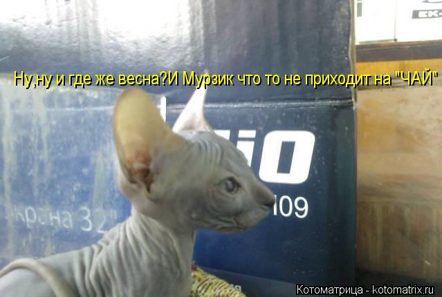 Котоматрица: Ну,ну и где же весна?И Мурзик что то не приходит на "ЧАЙ"