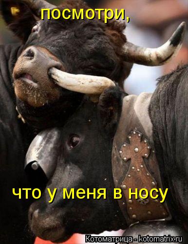 посмотри, что у меня в носу... Котоматрица: посмотри, что у меня в носу