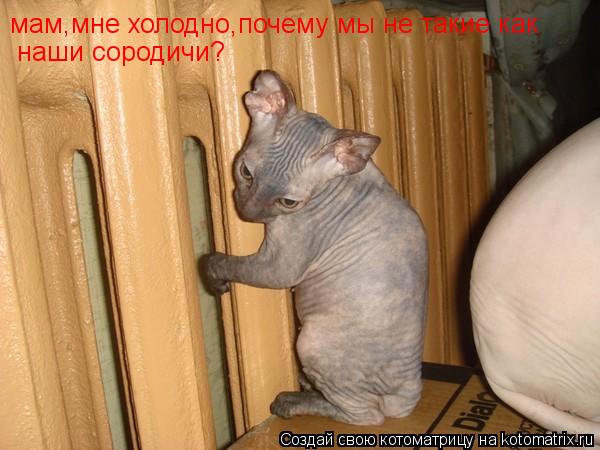 Котоматрица: мам,мне холодно,почему мы не такие как наши сородичи?