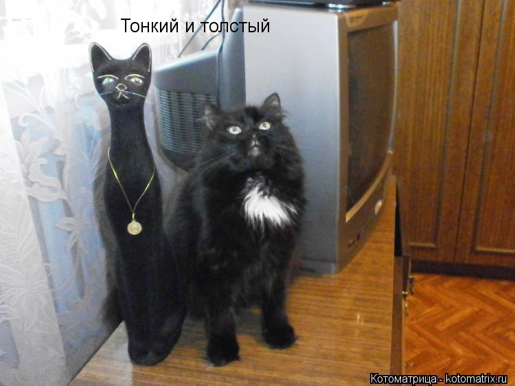 Тонкий и толстый... Котоматрица: Тонкий и толстый