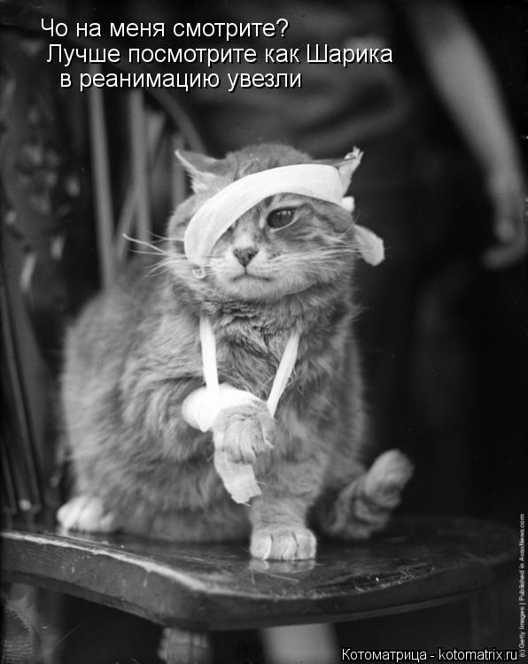 Котоматрица: Чо на меня смотрите?  Лучше посмотрите как Шарика в реанимацию увезли