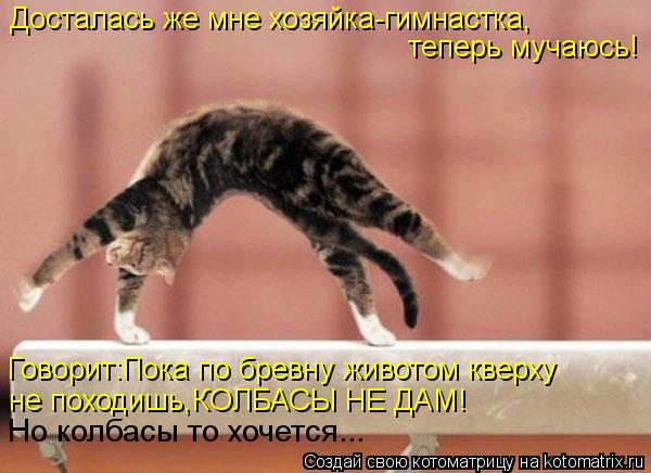 Котоматрица: Досталась же мне хозяйка-гимнастка, теперь мучаюсь! Говорит:Пока по бревну животом кверху  не походишь,КОЛБАСЫ НЕ ДАМ! Но колбасы то хочется
