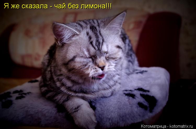 Я же сказала - чай без лимона!!!... Котоматрица: Я же сказала - чай без лимона!!!