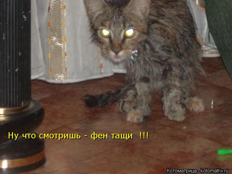 Ну что смотришь - фен тащи !!!... Котоматрица: Ну что смотришь - фен тащи !!!