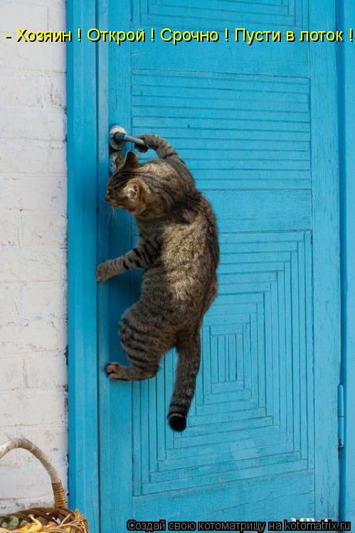 - Хозяин ! Открой ! Срочно ! Пусти в лоток !... Котоматрица: - Хозяин ! Открой ! Срочно ! Пусти в лоток !