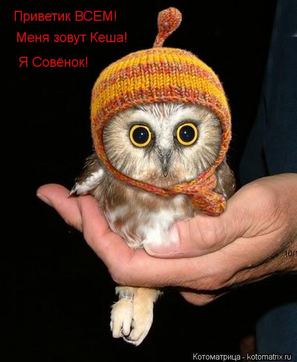 Приветик ВСЕМ! Меня зовут Кеша! Я Совёнок!... Котоматрица: Приветик ВСЕМ! Меня зовут Кеша! Я Совёнок!