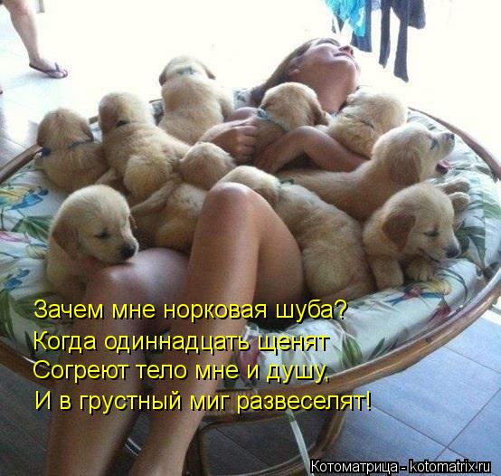 Котоматрица: Зачем мне норковая шуба? Когда одиннадцать щенят Согреют тело мне и душу, И в грустный миг развеселят!
