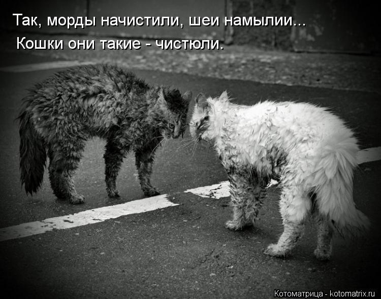 Так, морды начистили, шеи намылии... Кошки они такие - чистюли.... Котоматрица: Так, морды начистили, шеи намылии... Кошки они такие - чистюли.