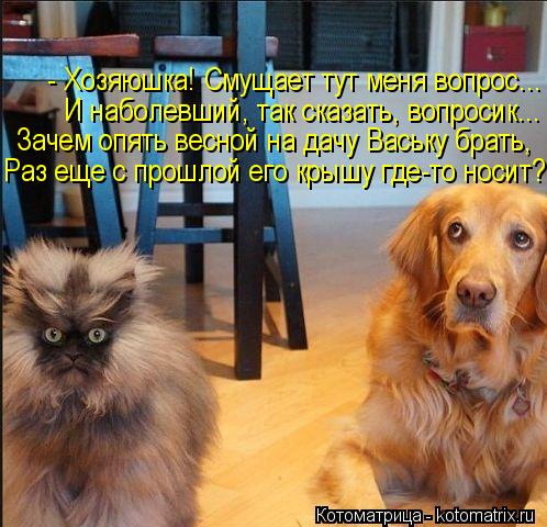 - Хозяюшка! Смущает тут меня вопрос... И наболевший, так сказать, вопросик... Зачем опять весной на д... Котоматрица: - Хозяюшка! Смущает тут меня вопрос... И наболевший, так сказать, вопросик... Зачем опять весной на дачу Ваську брать, Раз еще с прошлой его кры