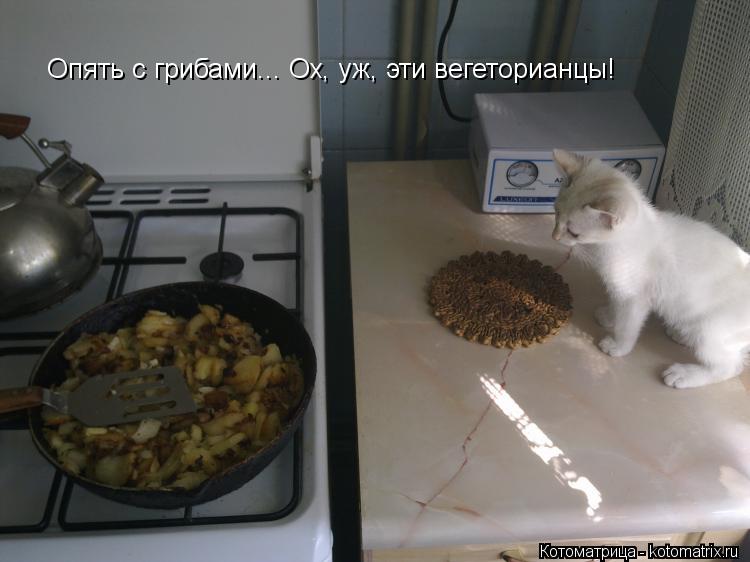 Опять с грибами... Ох, уж, эти вегеторианцы!... Котоматрица: Опять с грибами... Ох, уж, эти вегеторианцы!