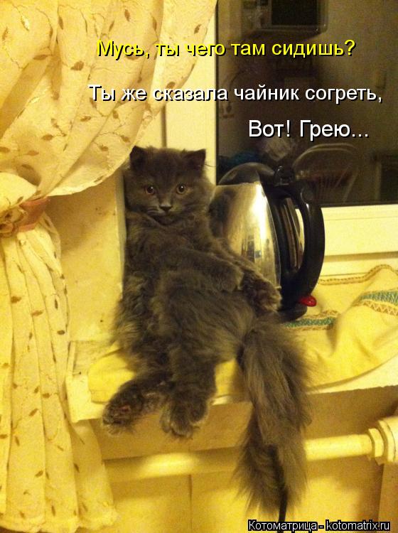 Ты же сказала чайник согреть, Вот! Грею... Мусь, ты чего там сидишь?... Котоматрица: Ты же сказала чайник согреть, Вот! Грею... Мусь, ты чего там сидишь?