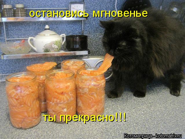 остановись мгновенье ты прекрасно!!!... Котоматрица: остановись мгновенье ты прекрасно!!!