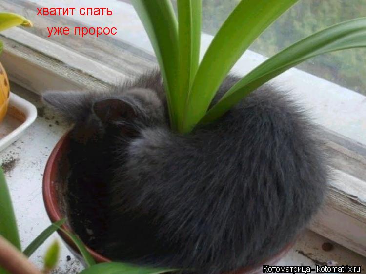 Котоматрица: хватит спать уже пророс