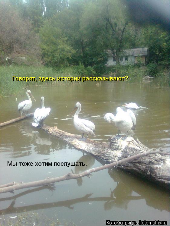 Мы тоже хотим послушать. Говорят, здесь истории рассказывают?... Котоматрица: Мы тоже хотим послушать. Говорят, здесь истории рассказывают?