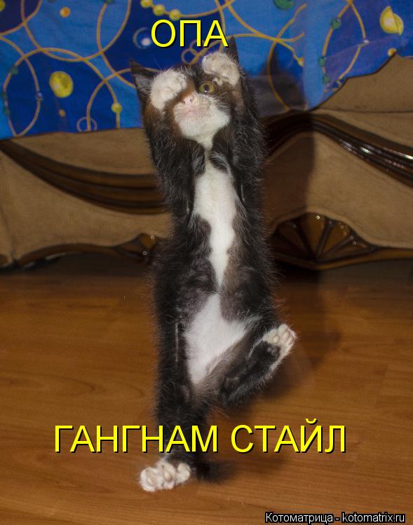ОПА ГАНГНАМ СТАЙЛ... Котоматрица: ОПА ГАНГНАМ СТАЙЛ