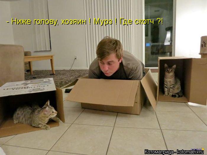 - Ниже голову, хозяин ! Мурз ! Где скотч ?!... Котоматрица: - Ниже голову, хозяин ! Мурз ! Где скотч ?!