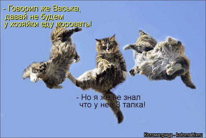 - Говорил же Васька, давай не будем у хозяйки еду воровать! - Но я же не знал что у нее 3 тапка!... Котоматрица: - Говорил же Васька, давай не будем у хозяйки еду воровать! - Но я же не знал что у нее 3 тапка!